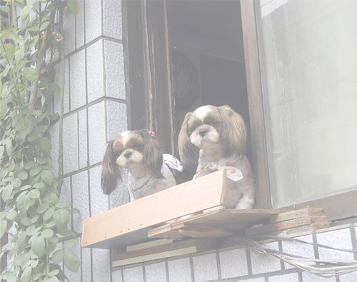 bill burns- dogs, boats and airplanes image - two dogs at window